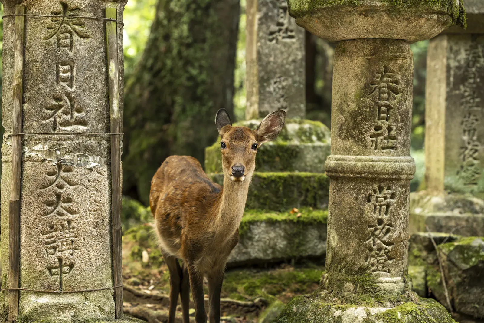 Deer beside stone lanterns in Nara